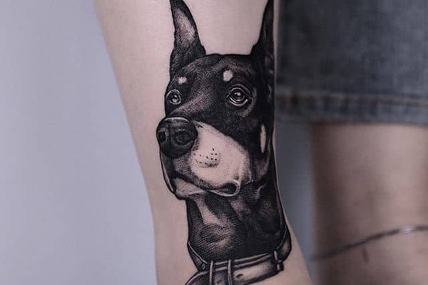 доберман (12)