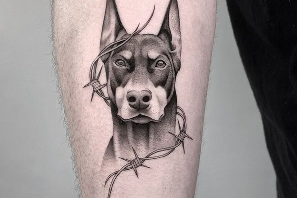 доберман (21)