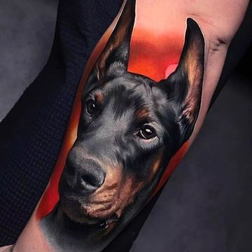 доберман (5)